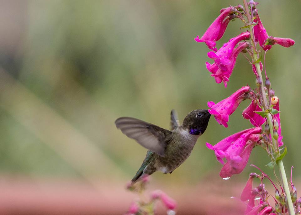 Black-chinned hummingbird sipping nector.