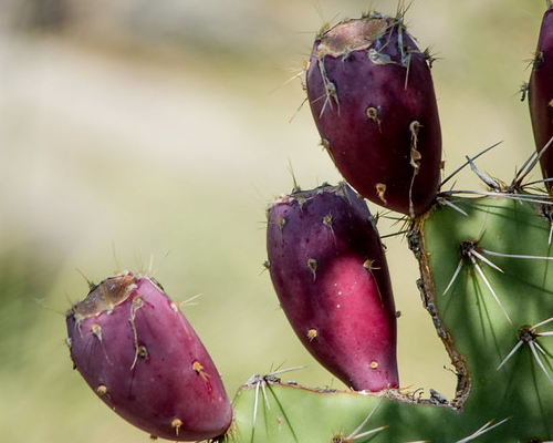 Prickly Pear fruit.