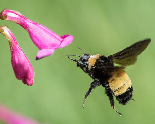 Native bee inspecting flower.